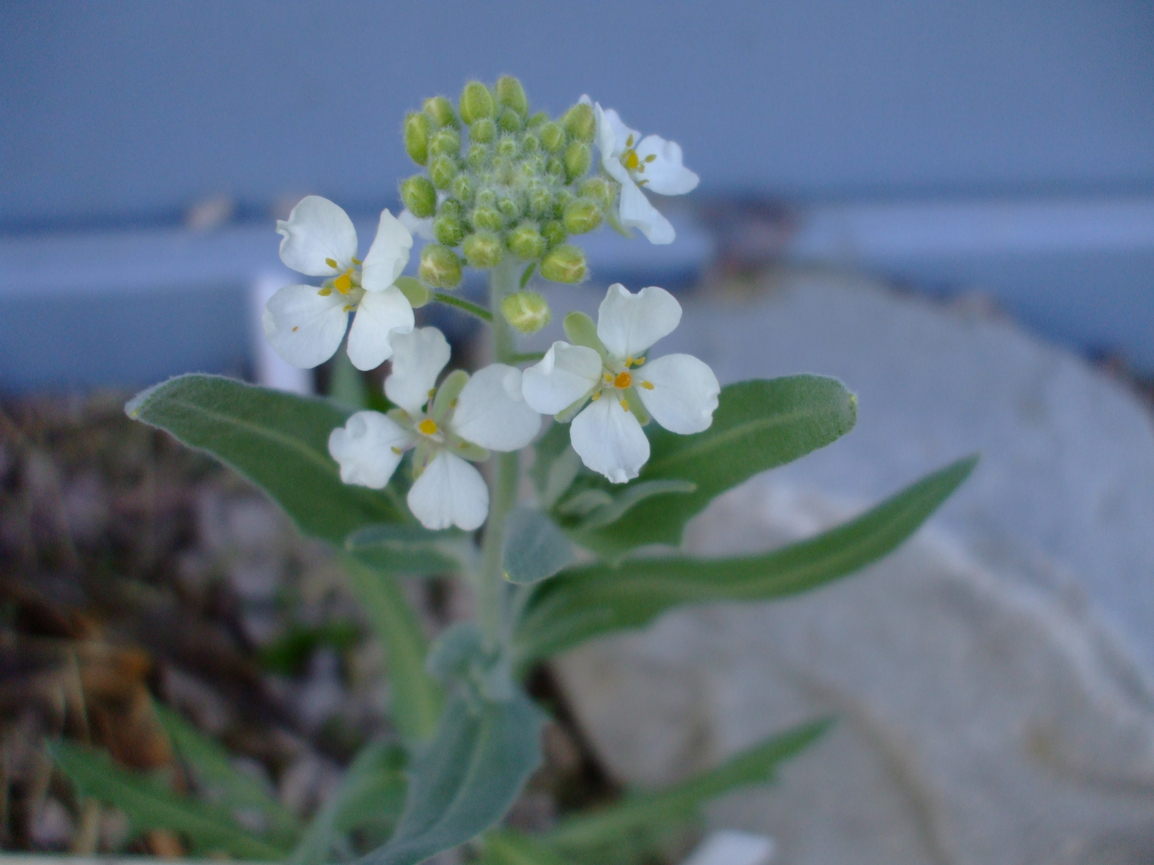 Dimorphocarpa wislizeni